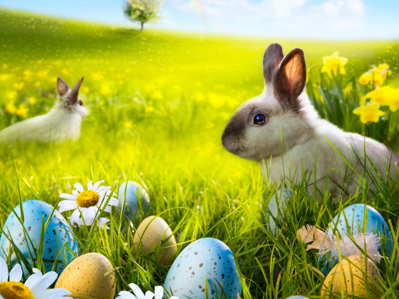 meadow, eggs, spring, rabbit, sunshine, пасха, flowers, easter, grass, camomile, bunny