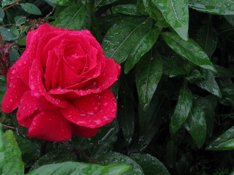 роза, весна, май, во время дождя