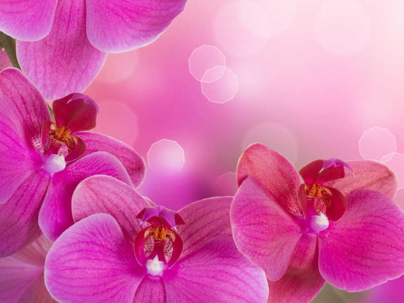 phalaenopsis, beauty, цветы, petals, tenderness, bright, flowers, orchid, branch, pink