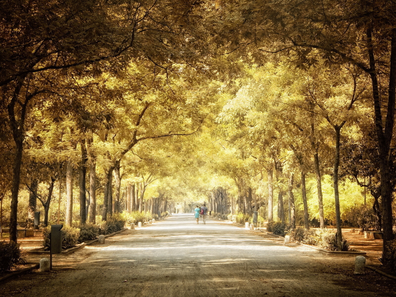 лес, forest, green, fog, nature, trees, parks, people, pathways, scenic, landscapes, trees, forest, woods, leaves, fence, sunrise, sun, summer, wide