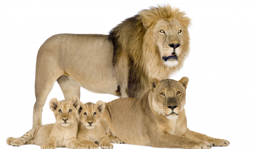 семья, лев, белый фон, львята, львица, львы
