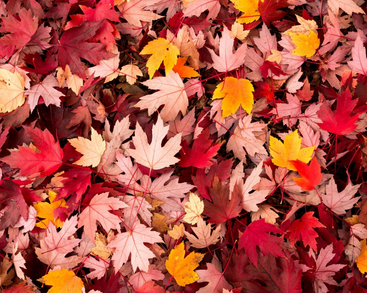 осень, leaves, macro, листочки, leave, макро, листья, autumn