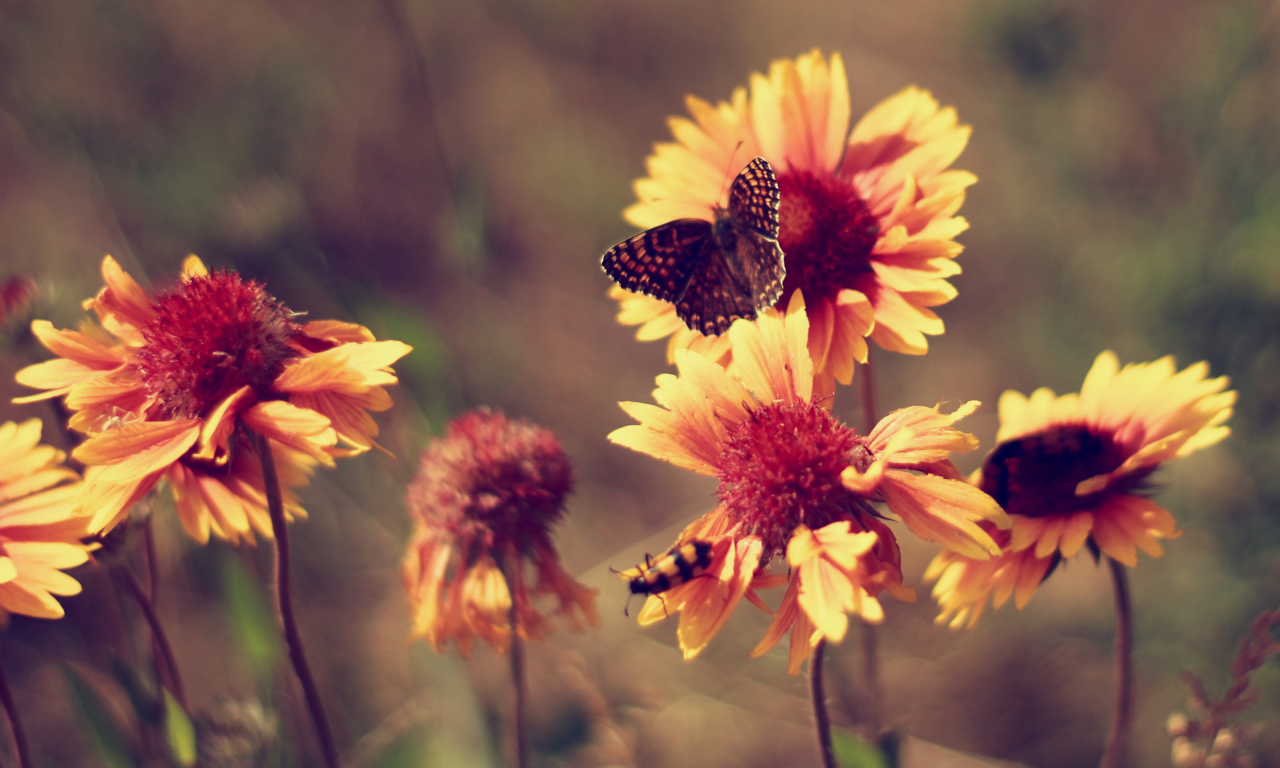 ноготки, жара, лето, винтаж, цветы, бабочка