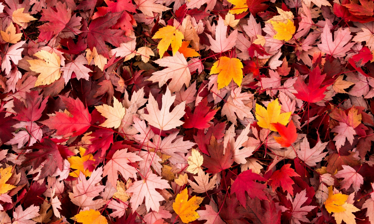 осень, leaves, macro, листочки, leave, макро, листья, autumn