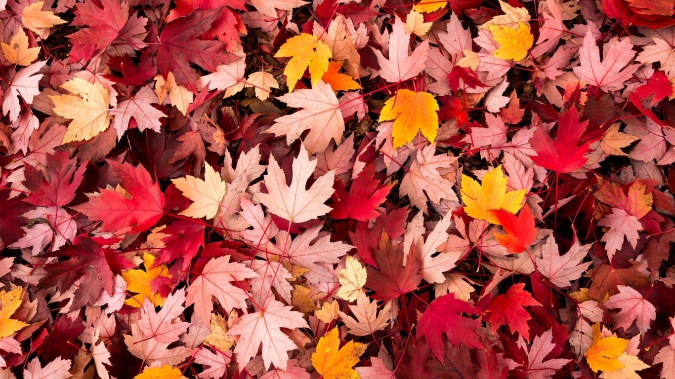 осень, leaves, macro, листочки, leave, макро, листья, autumn