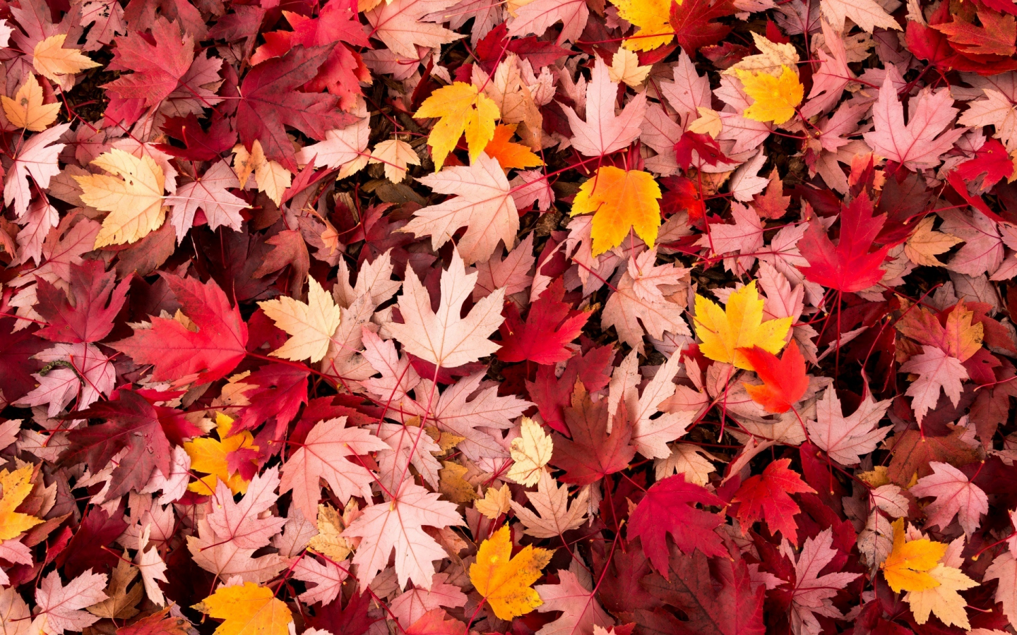 осень, leaves, macro, листочки, leave, макро, листья, autumn