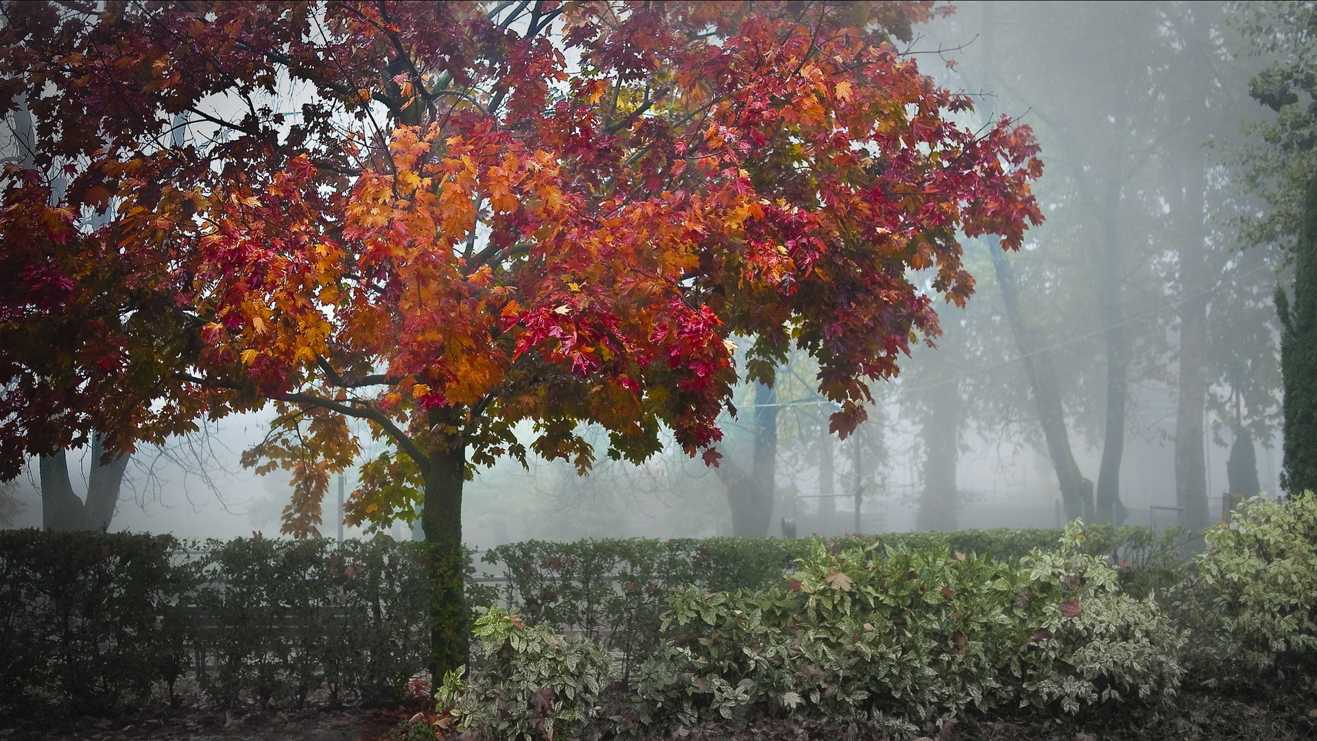 кустарник, деревья, парк, туман, осень