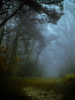 туман, лес, осень, дорога, силуэт