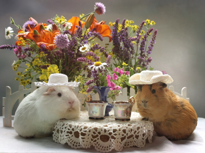 шляпа, букет, цветы, лилия, чашка, морская свинка