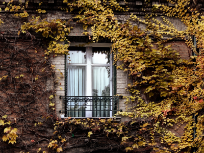плющ, окно, париж, осень