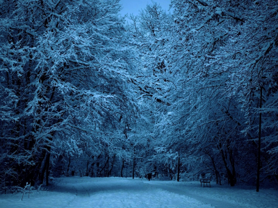дорога, зима, деревья, прогулка, природа, снег, парк
