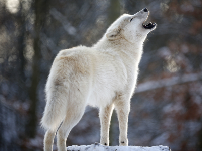 хищник, вой, белый, wolf, волк