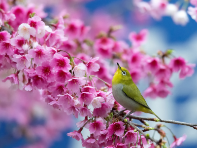 сакура, вишня, цветы, весна, японский белый глаз, птица