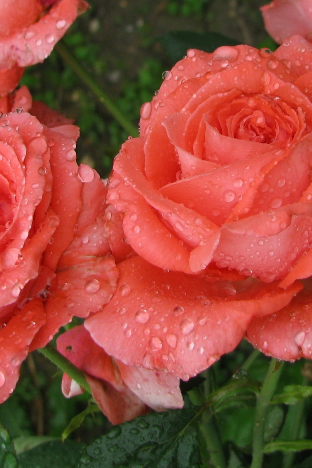 розы после дождя, лето, июнь