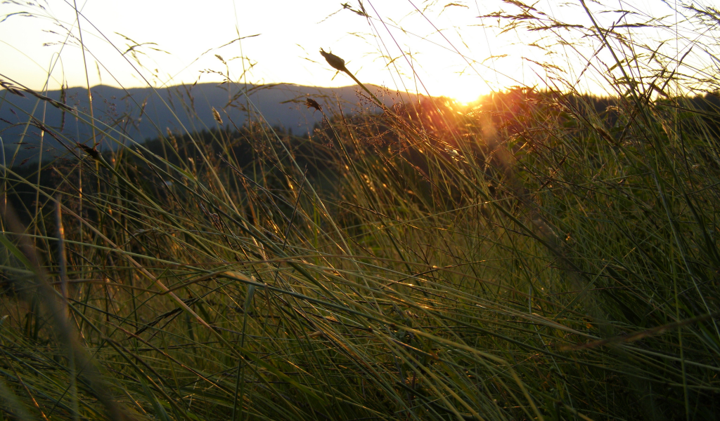 утро, восход, солнце, лучи, горы, трава