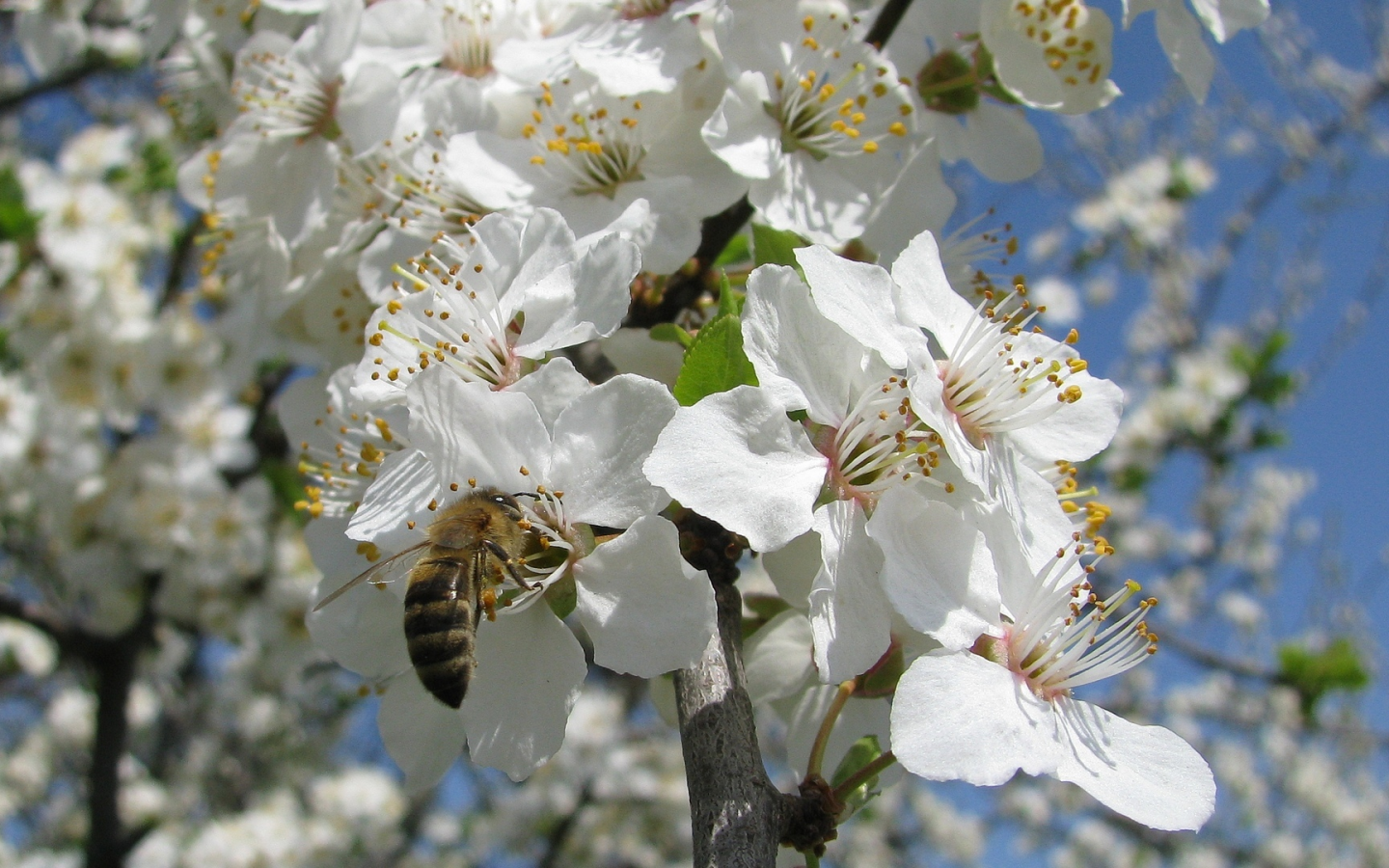 весна, цвет дикой алычи, пчела, небо