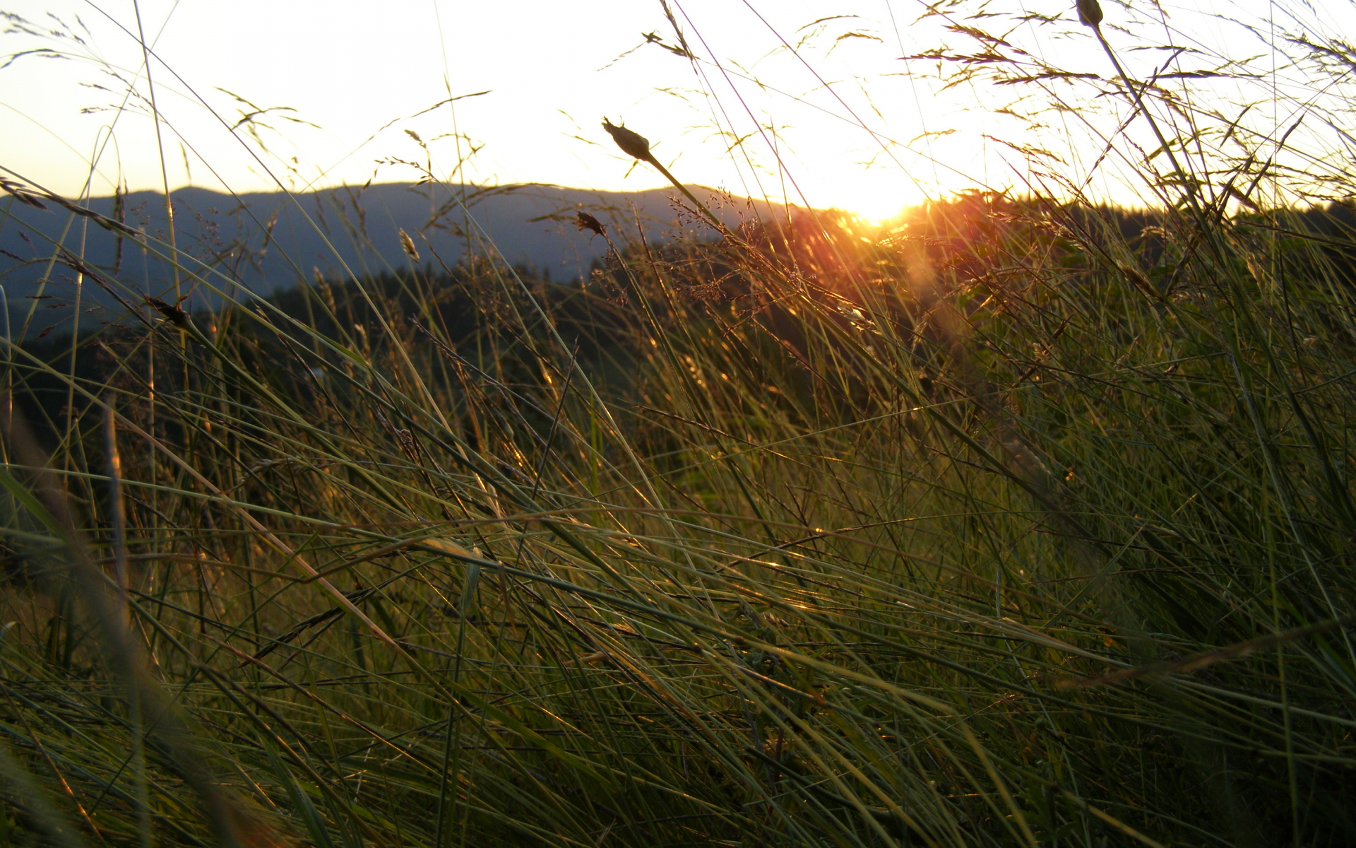 утро, восход, солнце, лучи, горы, трава