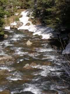 карпаты, апрель, черногора, лес, река, горная, прут