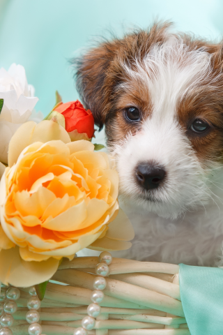 собака, цветы