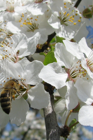 весна, цвет дикой алычи, пчела, небо