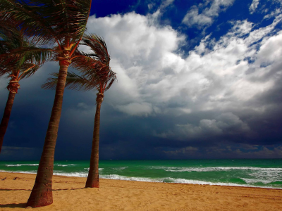 природа, небо, облака, пальмы, пляж, песок, берег, гроза, шторм, ураган, ветер