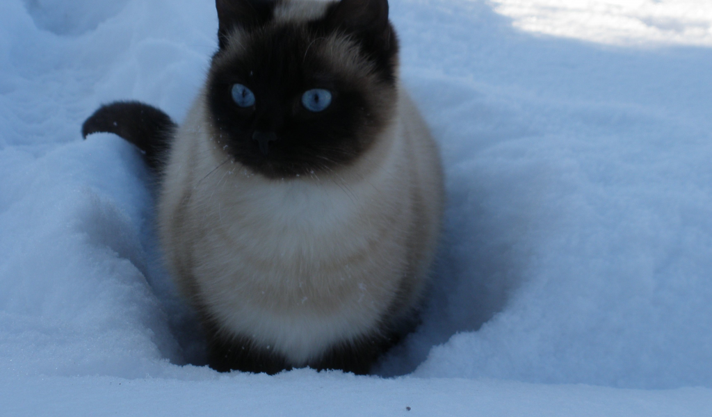 кошка, голубые глаза, снег, зима