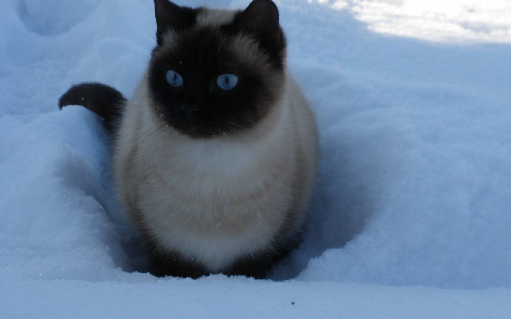 кошка, голубые глаза, снег, зима