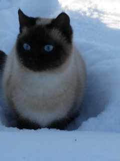 кошка, голубые глаза, снег, зима