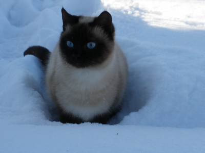 кошка, голубые глаза, снег, зима