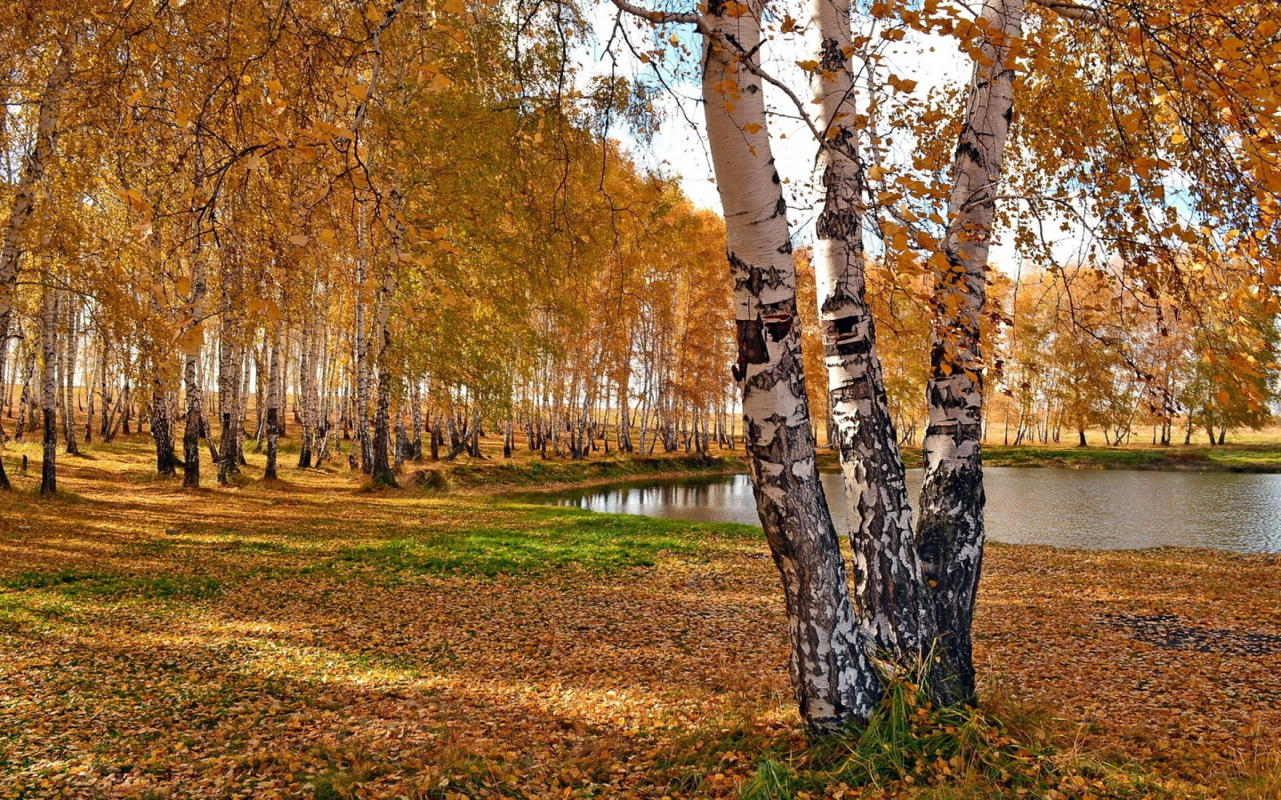 осень, береза, красиво, листья