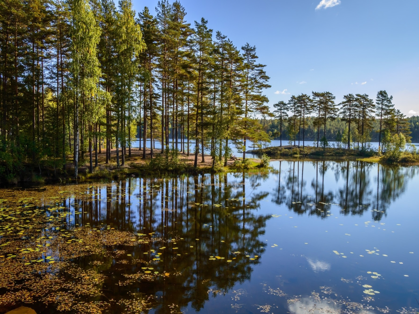 природа, озеро, деревья