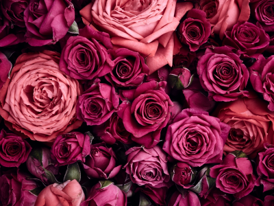 розовый, розы, бордовый, цветы
