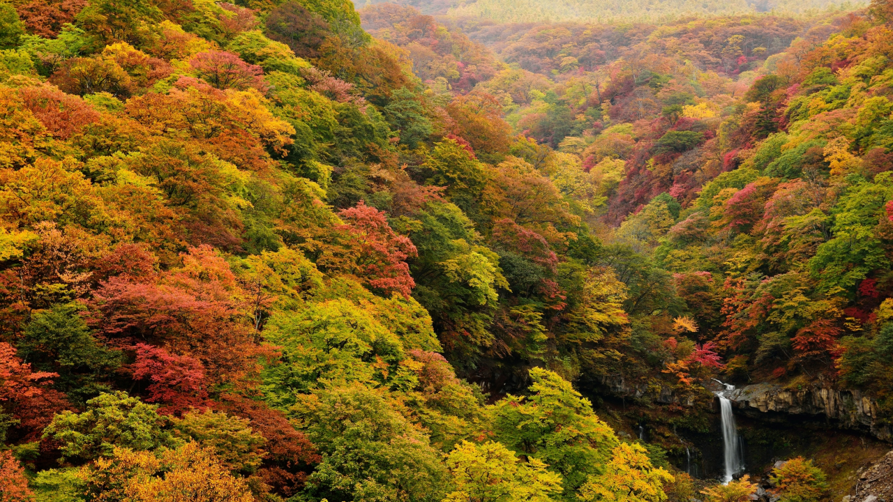 лес, осень, деревья, водопад, ручей, камни