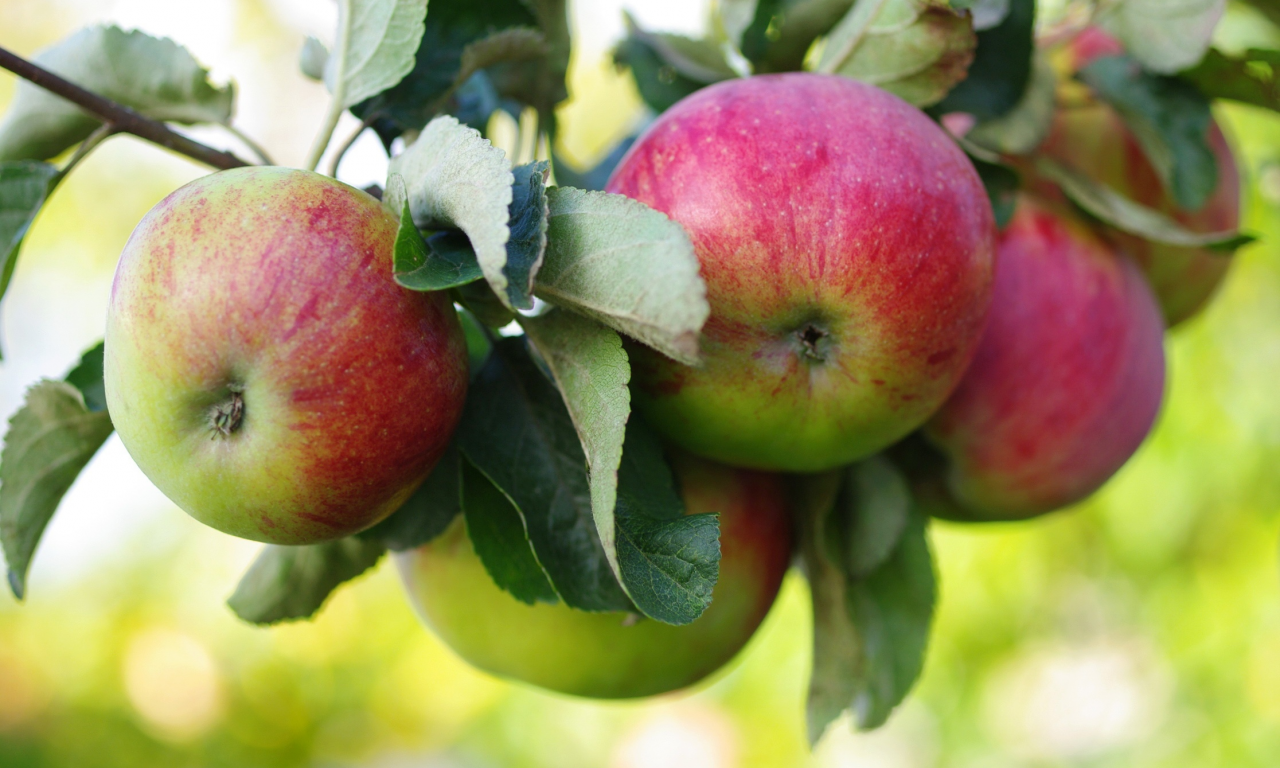 плоды, яблоки, ветка, яблоня