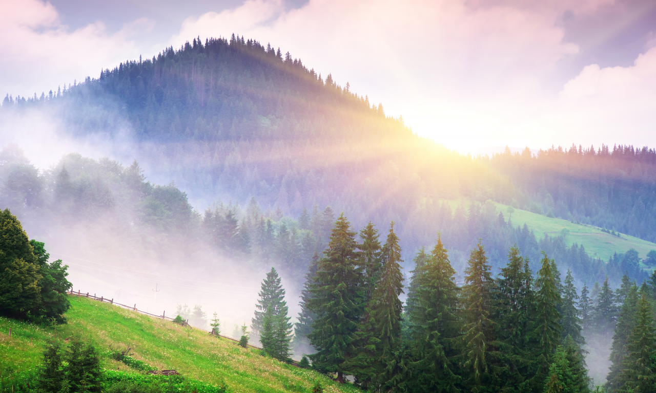 лес, туман, утро, горы, трава, солнце, деревья, ель, лучи, небо, облака