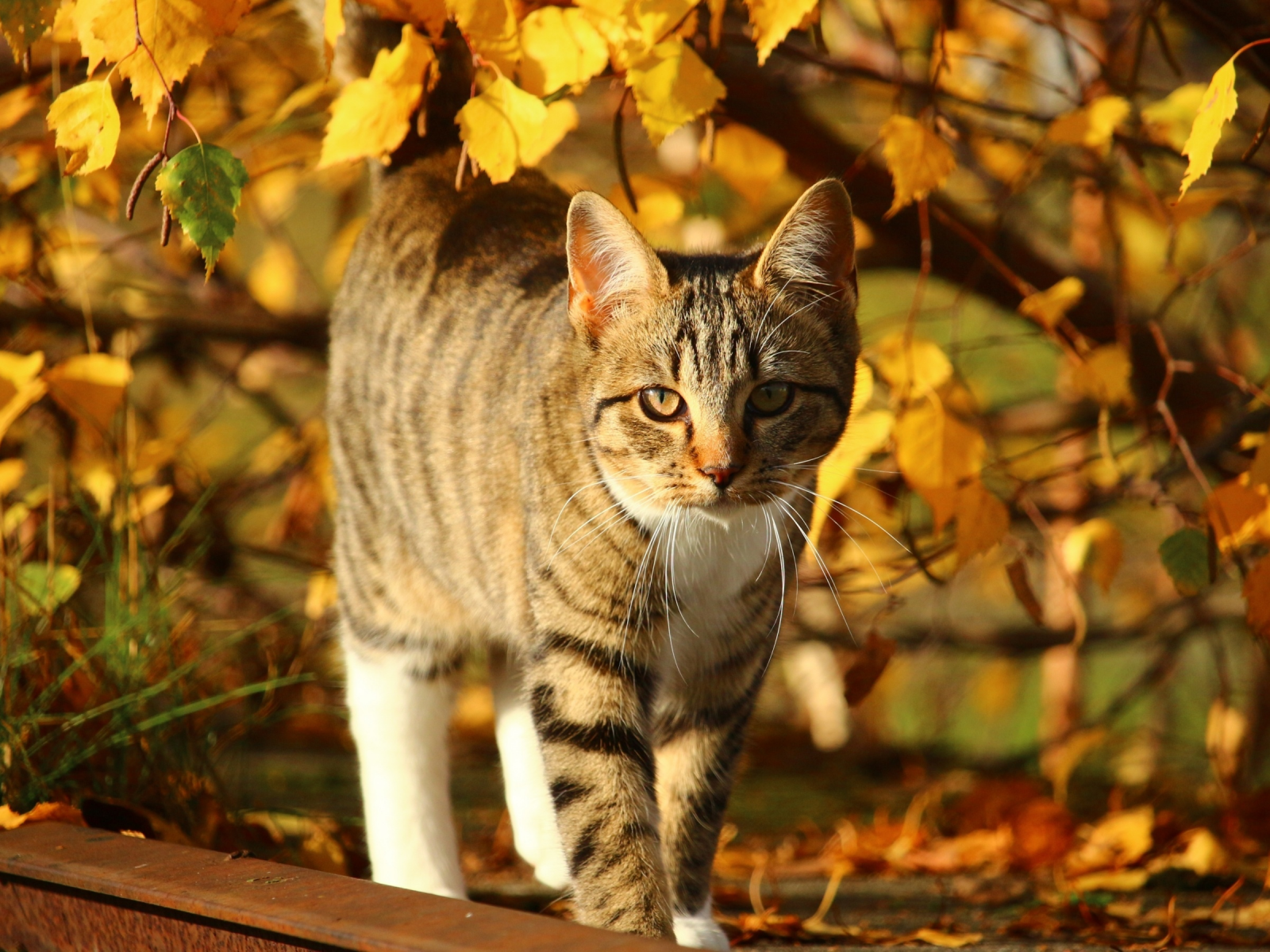 осень, кот