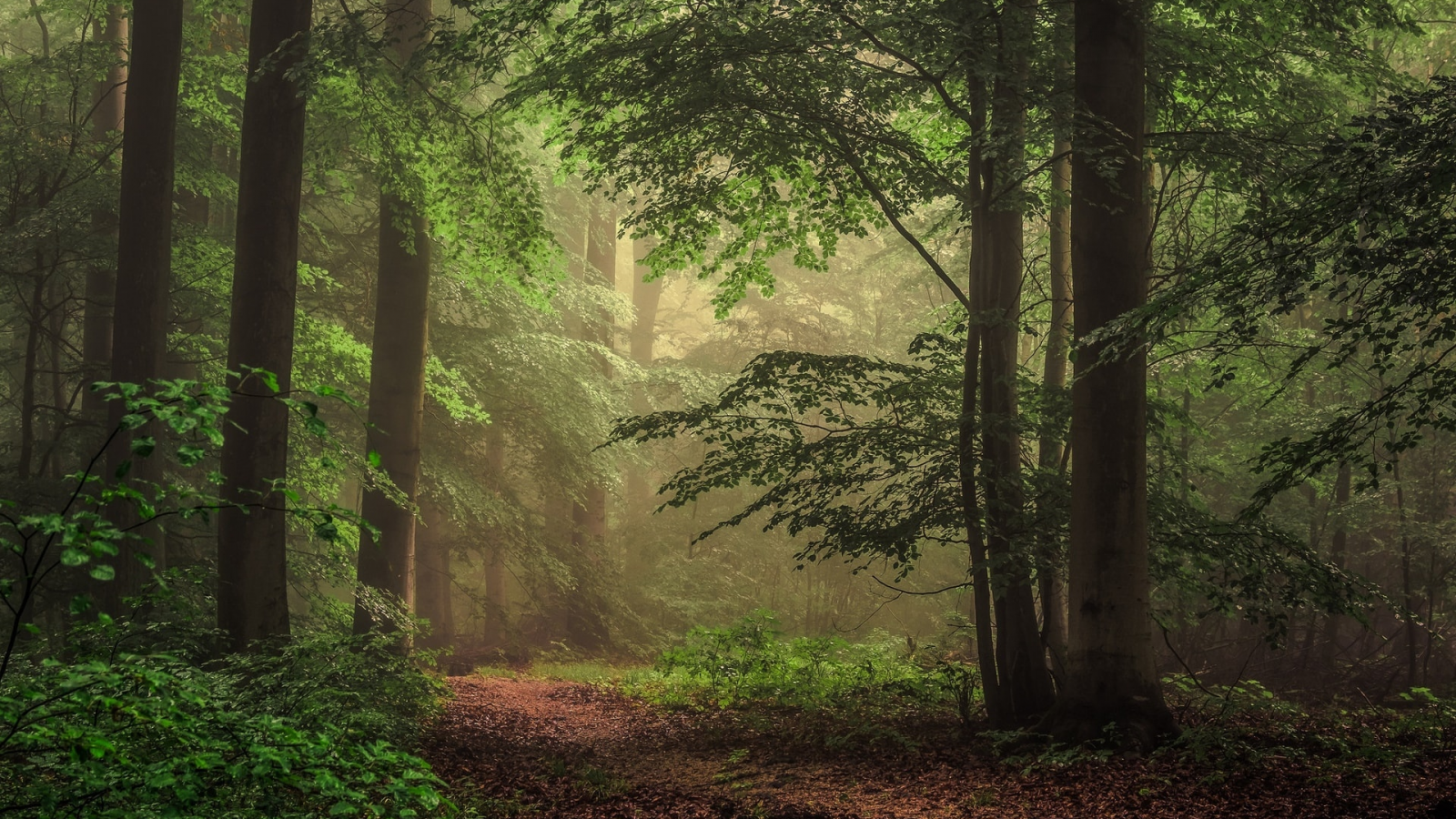 лес, туман, тропа