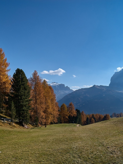 лес, осень