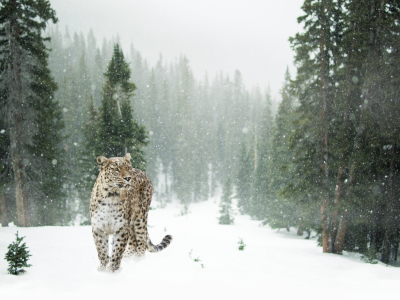 зима, леопард