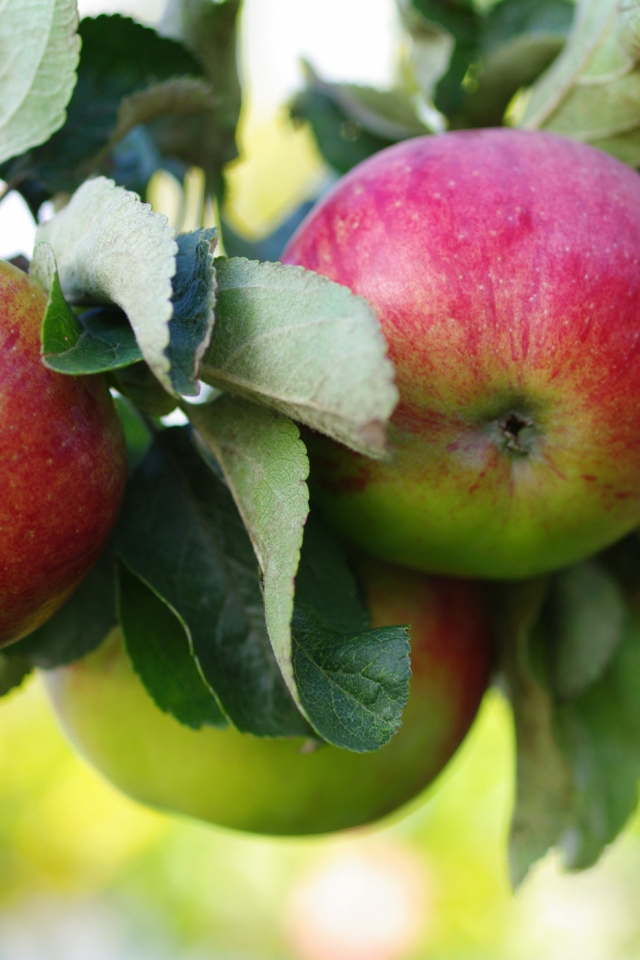плоды, яблоки, ветка, яблоня