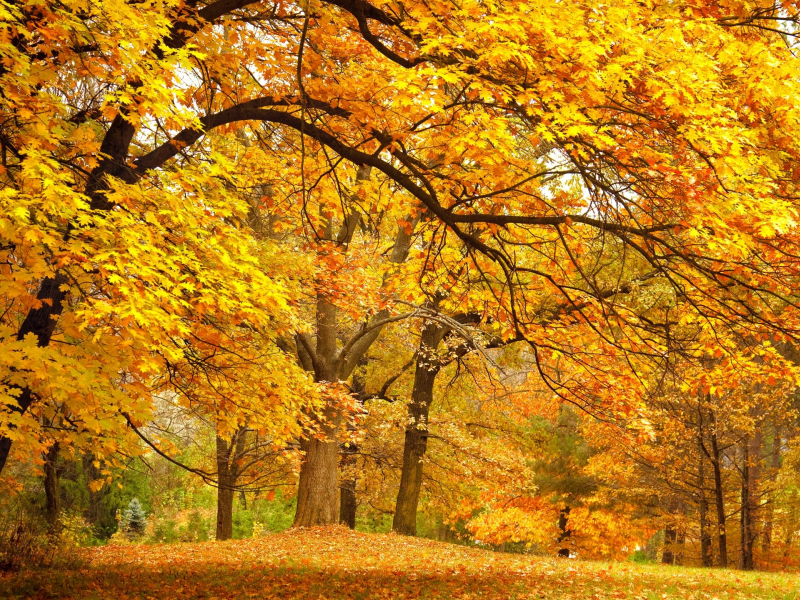 золотая, осень, красиво, листья, лес
