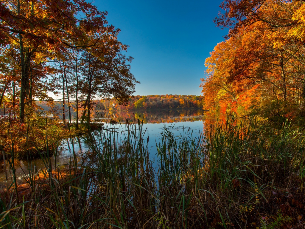 озеро, осень, деревья, красиво