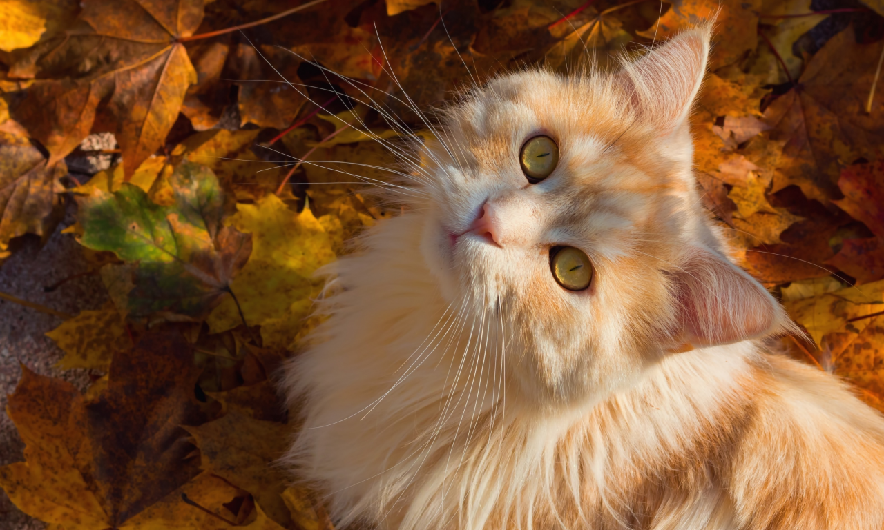 кот, осень, пушистая, мордочка, листья, рыжий кот, взгляд, усы, кошка