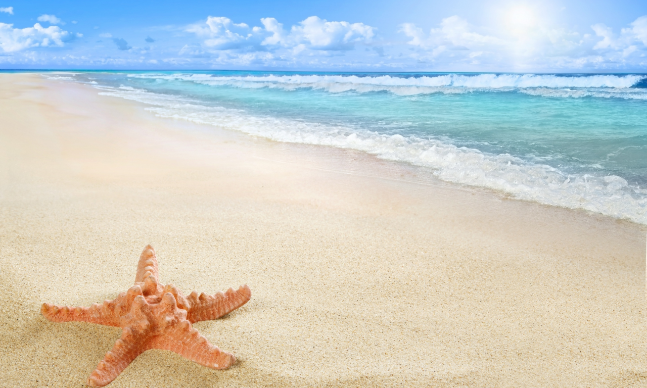 starfish, sea, beach, sand, sun