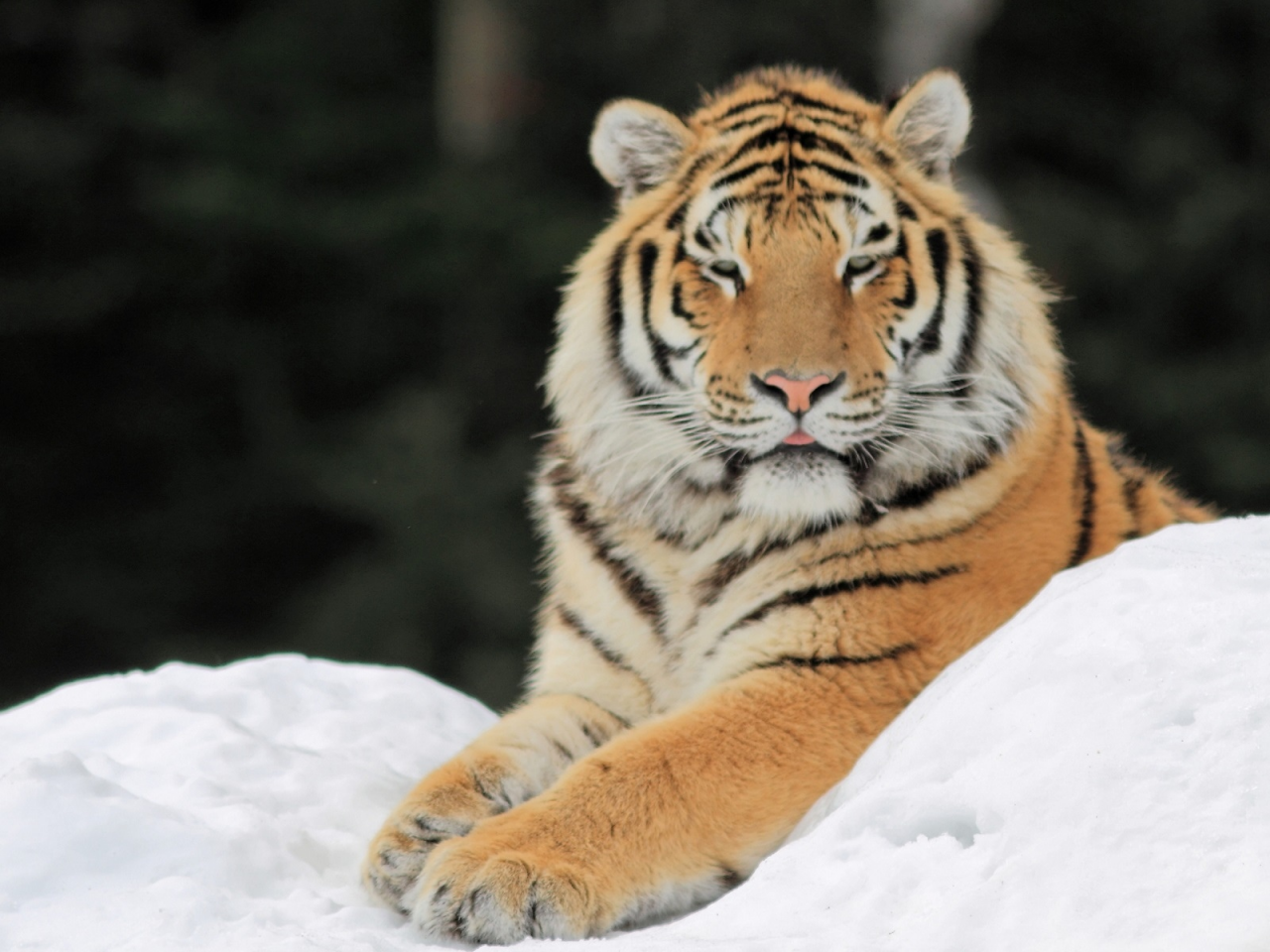 тигр, снег, лапы