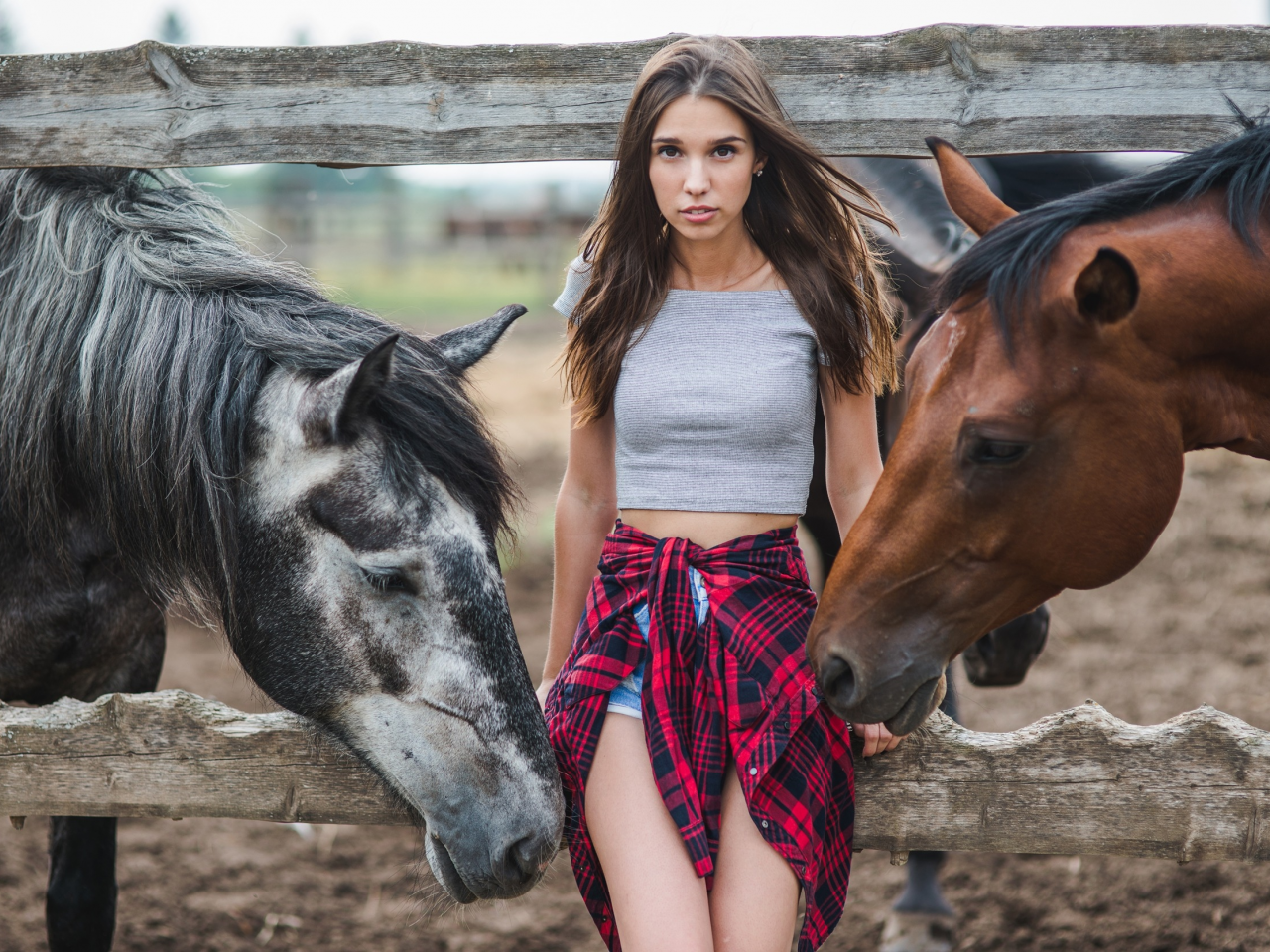 девушка, взгляд, лошади, забор