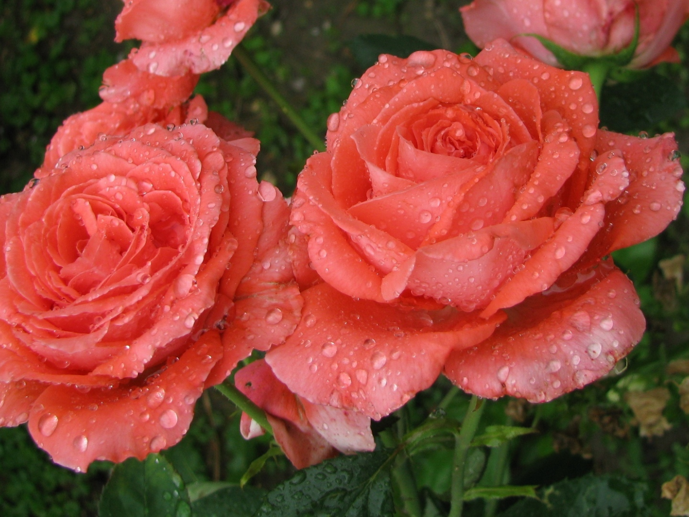 лето, июнь, розы, после дождя