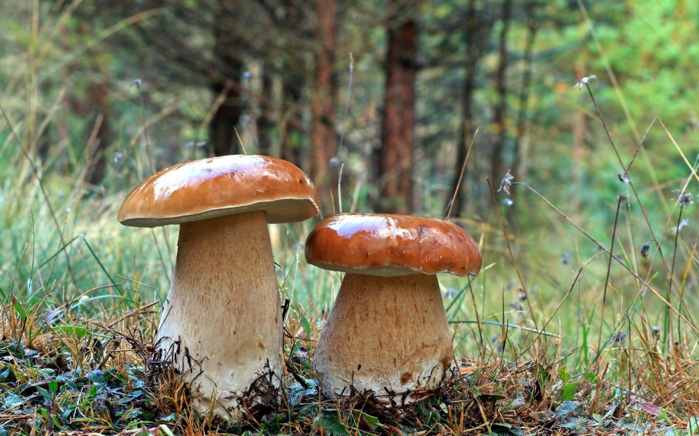 грибы, осень