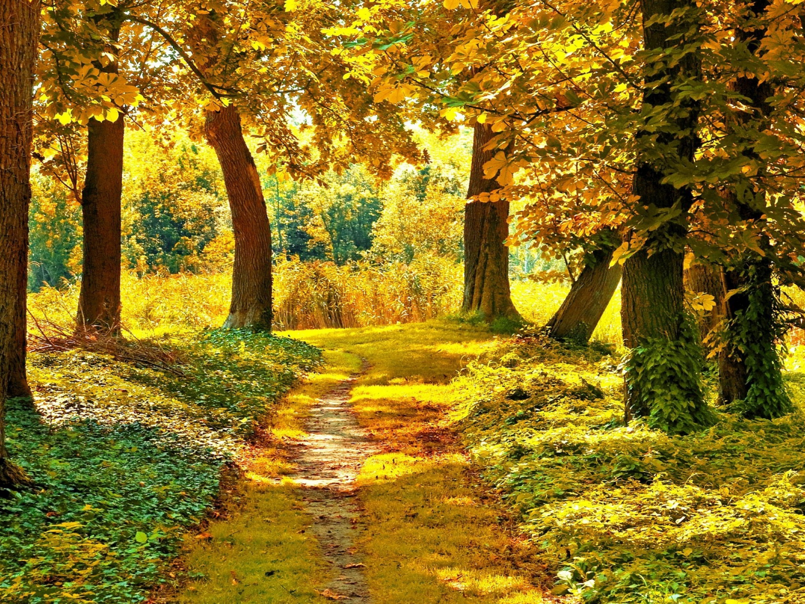краски осени, дорога, деревья, осень, лес