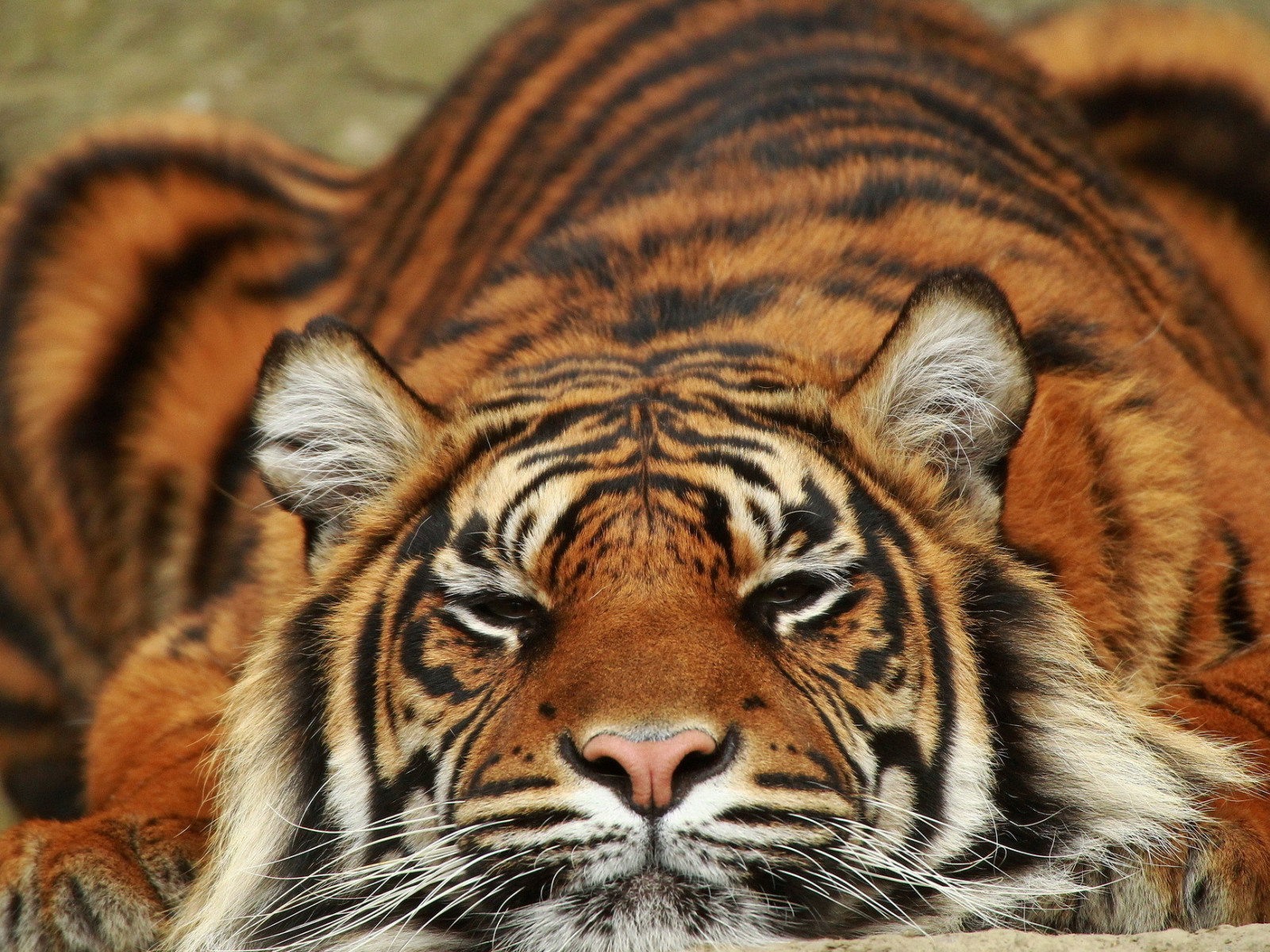 тигр, отдыхает, полосатый, лежит, хищник